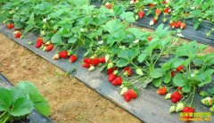 ɽ������80�󴴿�����Ĳ�ݮ��ֲ�¸���