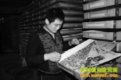 ɽ����ƽ�����ܸ���ֳ�Ʒ۳�����¸���