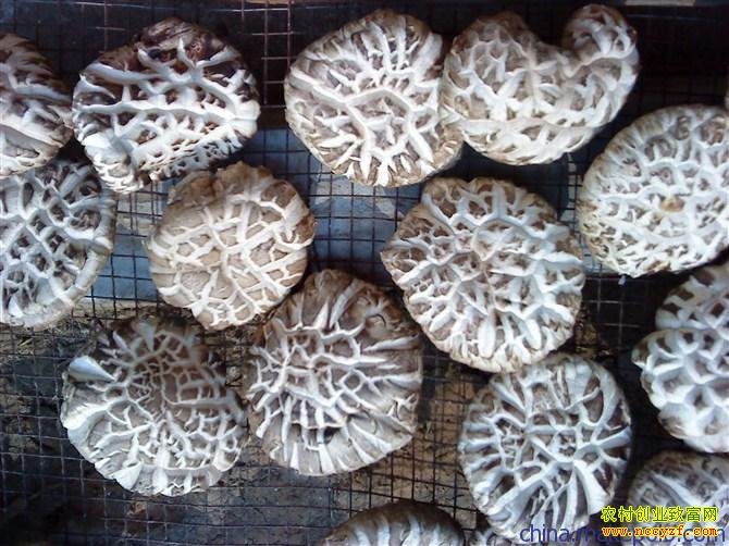 [ũ�����]�������༼����Ƶ