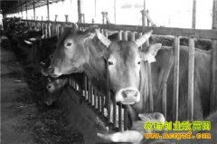 ������ţ�������ֳ�����