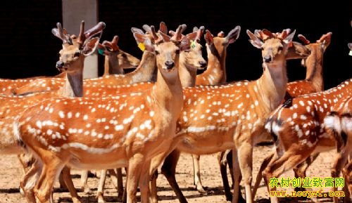 ����Ӫ�����������¹�¸���