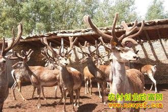 ��¹׬Ǯ������Ʒ�ְ״�¹��ֳǰ��