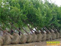 ������ʲô��ľ��׬Ǯ����Ʒ��ľ����Ϊδ����ľ�г�Ѱ����