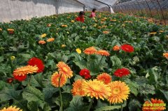 ���ֻ��ܵĶ�����������