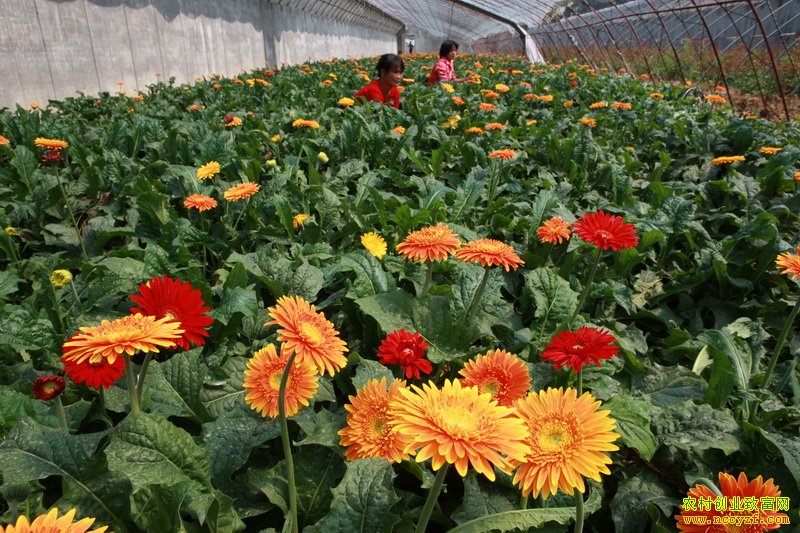 ���ֻ��ܵĶ�����������