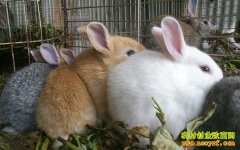 �����������û��򲡣�