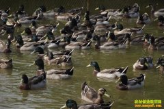 [�����е�]���ϳ�����ֳ��ͥҰѼ��׬300��Ԫ