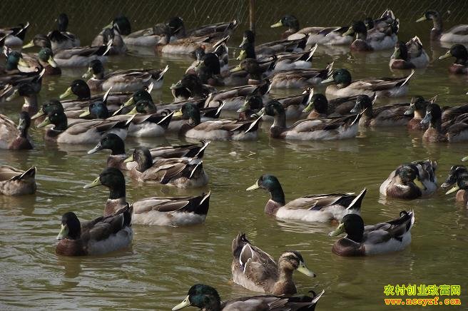 [�����е�]������ֳ��ͥҰѼ��׬Ǯ