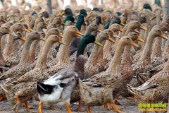 ��ֳ�¸���������ѼЧ��� ��λ����ƴ