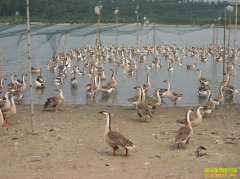 ��ֳ�¸�����������������������ֳ����׬Ǯ�¸�