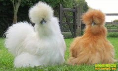 ��ֳ˿�⼦׬Ǯ��˿�⼦��ֳǰ������