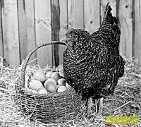 ������ߵ��������ʣ�