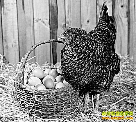 ������ߵ���������