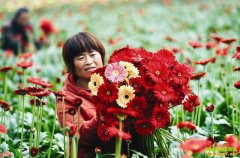 ɽ��������ֲ���л�������ƶ·