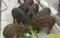 ������ֳ׬Ǯ��������ֳ·�ںη�