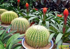 �ֻ���׬Ǯ���辰������ֲǰ������չ���Ʒ���