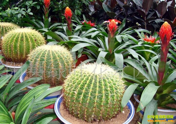 �ֻ���׬Ǯ���辰������ֲǰ������չ���Ʒ���