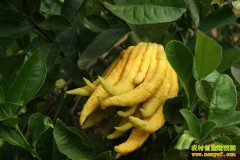 ��ֲ�¸���Ŀ����ֲ���� �¸�һ��