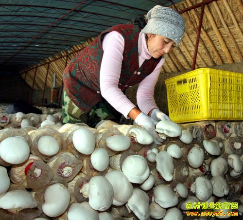 ʳ�þ���ֲǰ����ʳ�þ��г��������ص�������