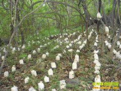 ʳ�þ���ֲǰ����ʳ�þ��г��������ص�������