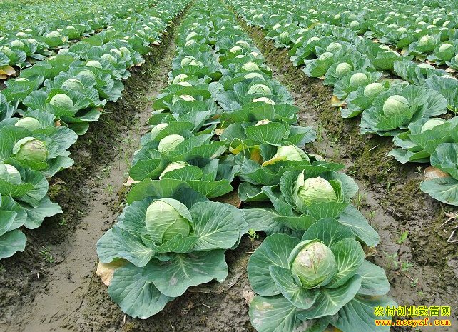 ����2�Ÿ���ͼƬ