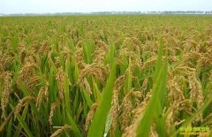 2016�굾������չ��۸���٣�