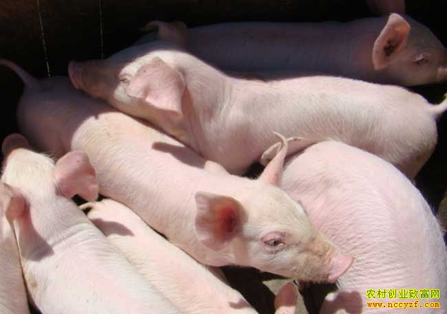 2016�������۸�Ԥ��