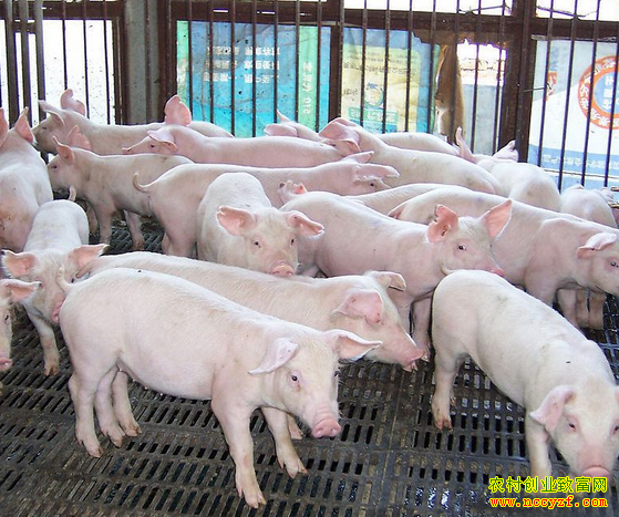 2016�������۸�Ԥ��