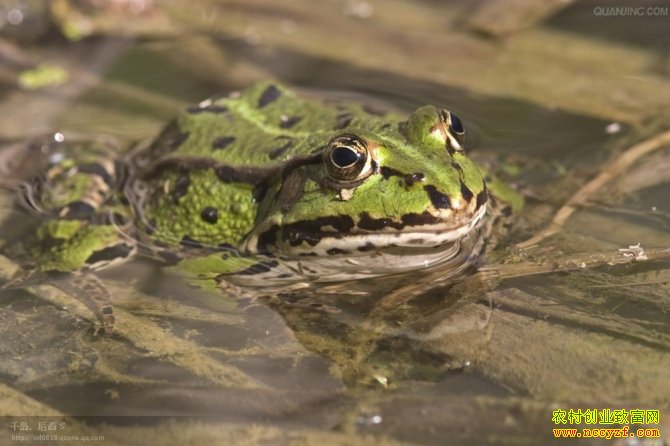 �Ĵ��½���80����Ů��������ֳ������׬8��