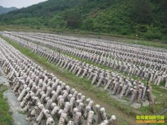 ����ǭ����������ֲʳ�þ�����ũ��