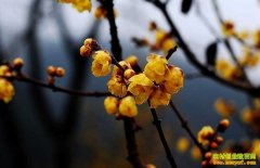 ���챱������������÷������˵�¸�