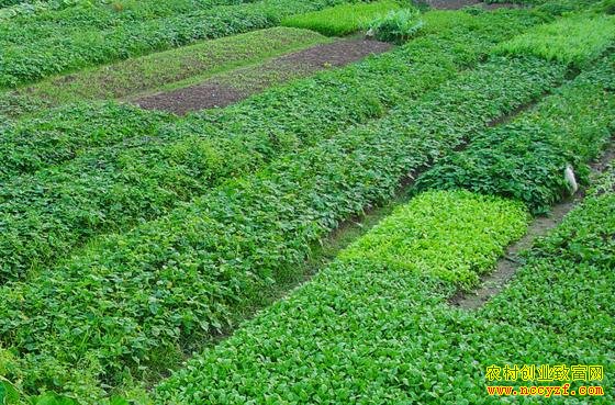 ��ֲ�л��߲�׬Ǯ��