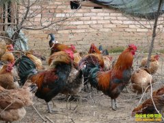 ����������ף��������������100����Ԫ