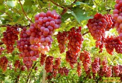 ɽ��������������������ֲ�¸���