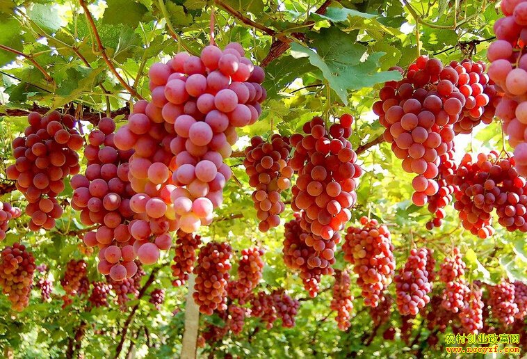 ɽ��������������������ֲ�¸���