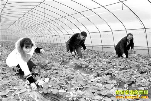 ����ʯ����������ֲ�л���ݮ������������