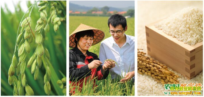 [�����е�]���׽����������̬ˮ����ֲ�Ƹ�