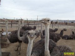 ������ֳǰ������������Ǳ� ��ֳ����Ч���