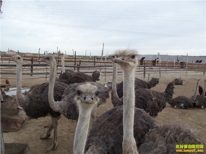 ¢������ֳ�¸���Ŀ����������� �����Ǳ�