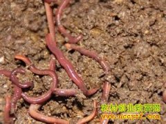 ������������ֳ���