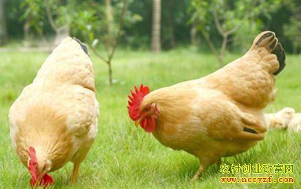 ������ֳЧ����ֳǰ������