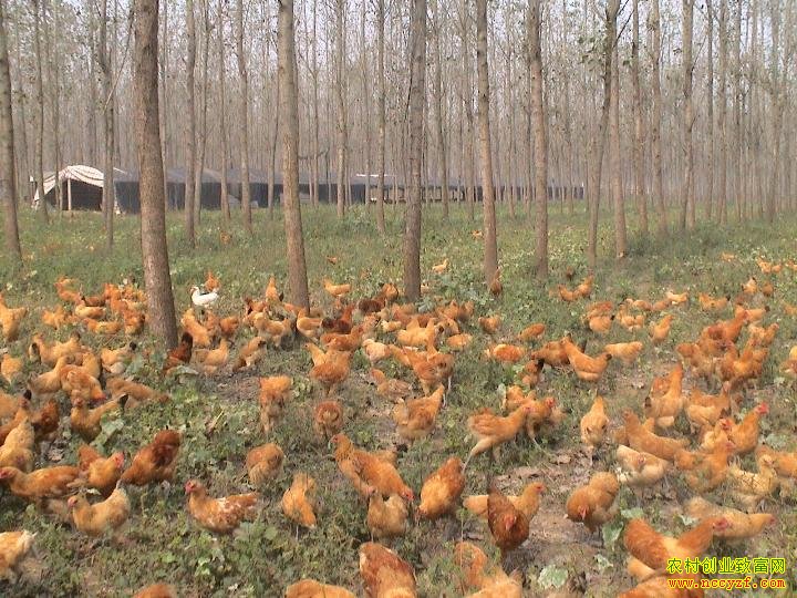 ������ֳЧ����ֳǰ������