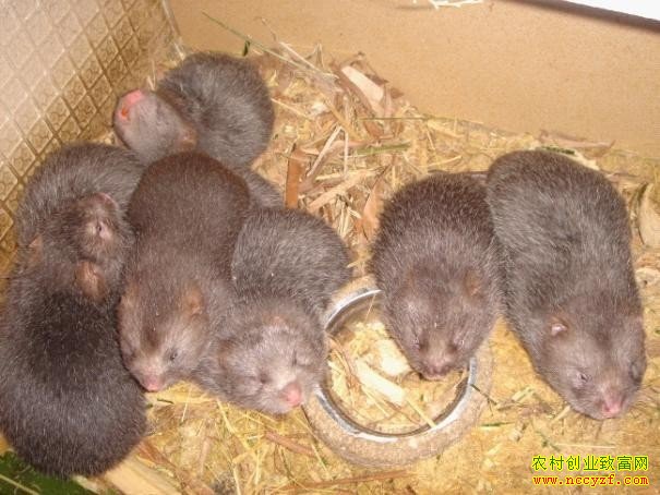 ������ֳЧ�����