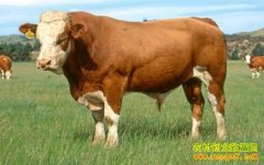 ��ţ׬Ǯ����ţ��ֳǰ������