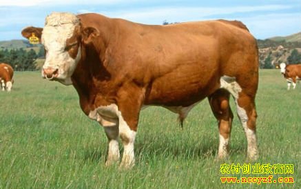 ��ţ׬Ǯ����ţ��ֳǰ������