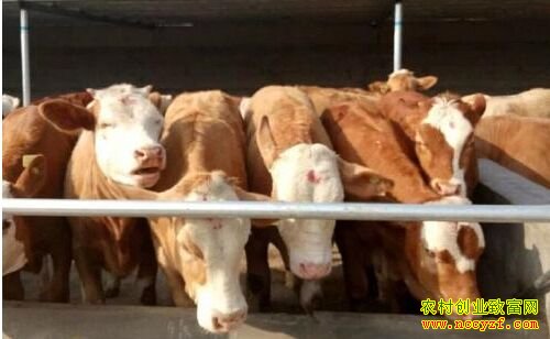 ��ţ��ֳǰ������