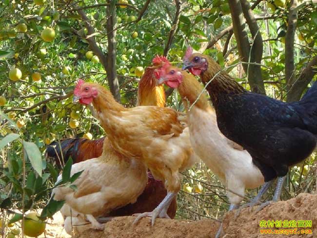 ��԰ɢ������