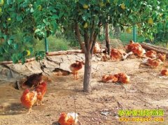 �����ڹ�԰ɢ��������