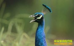 ��������Ұ��������ֳ����֤��