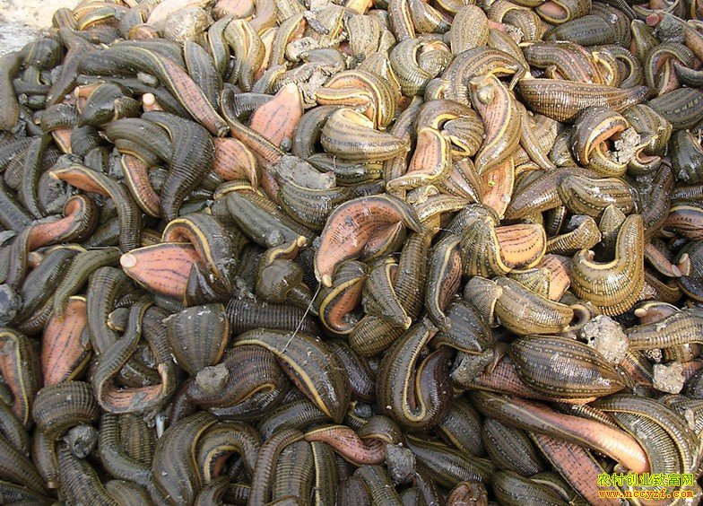 ������ֳ������ǰ��